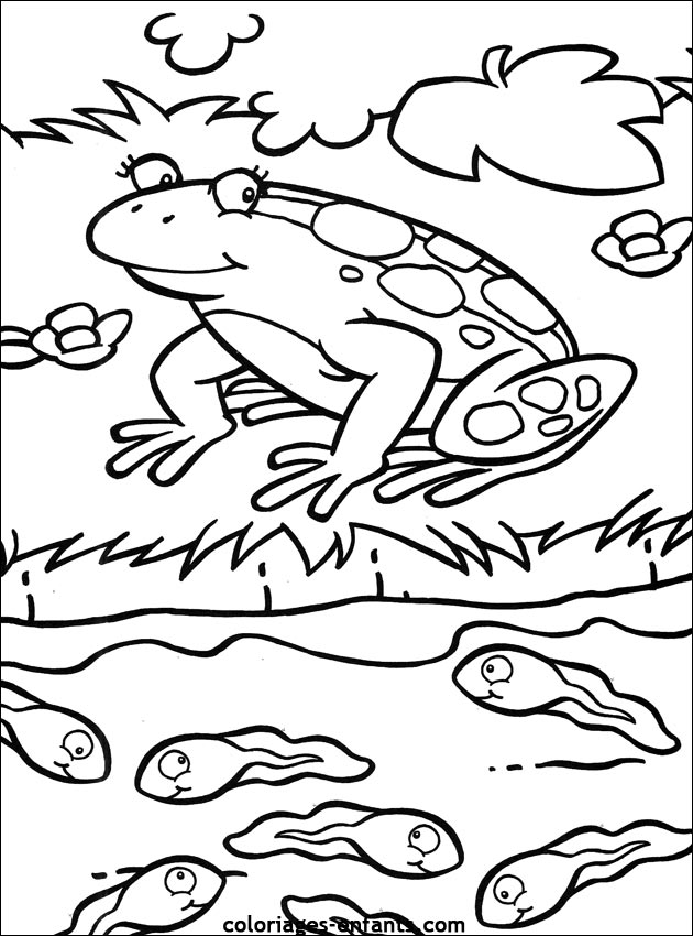 coloriage de grenouille sur coloriages-enfants.com