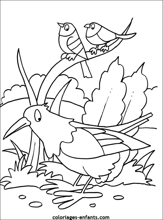 coloriage d'oiseaux - dessin à colorier d'animaux