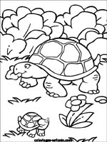 Coloriages de tortues