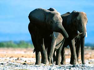 Fonds d'écran d'éléphants