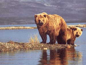 Fonds d'écran d'ours
