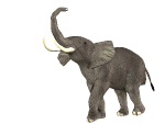 Images animées d'éléphants