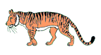 gifs animés de tigres