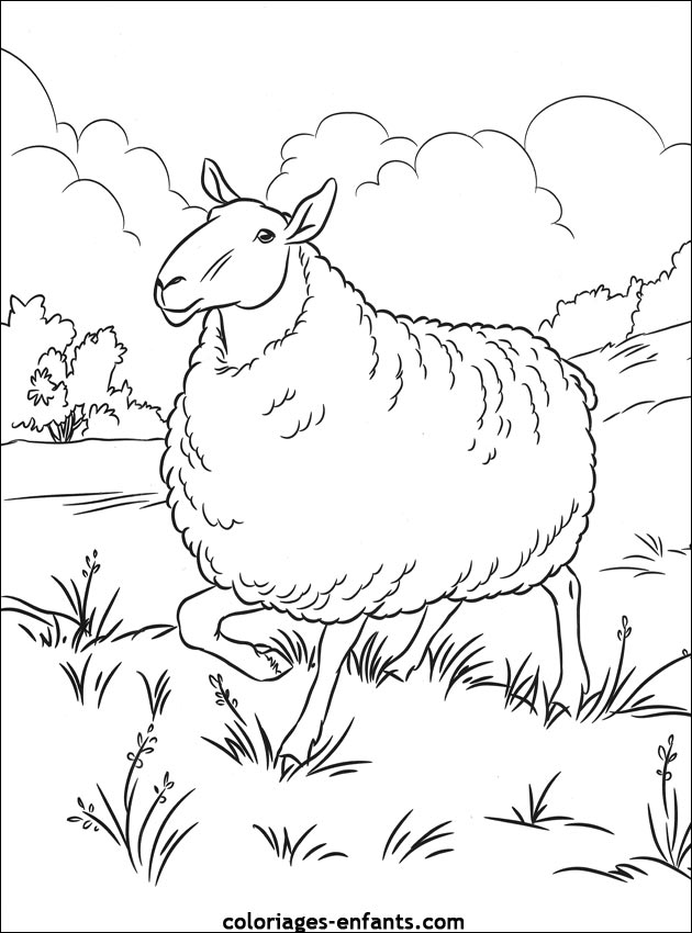 coloriage d'animaux - dessin de mouton à colorier