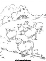 Coloriages de moutons
