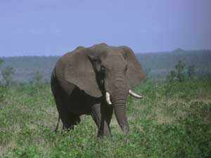 Fonds d'écran d'éléphants