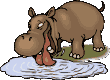 gifs animés d'hippopotames